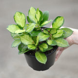 Hoya Australis Lisa in 5” Nursery Pot