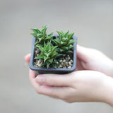 Haworthia Mirror Cactus in a 3" Nursery Pot