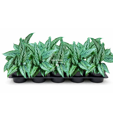4” Calathea Vittata (Wholesale Indoor Plant Case of 10 Pots)