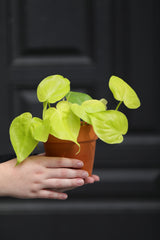 Lemon Lime Philodendron in a Nursery Pot