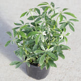 Schefflera Moondrop Variegated Umbrella Plant in a 3" Nursery Pot