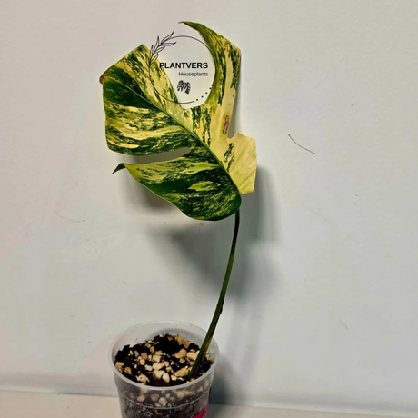 Variegated Monstera