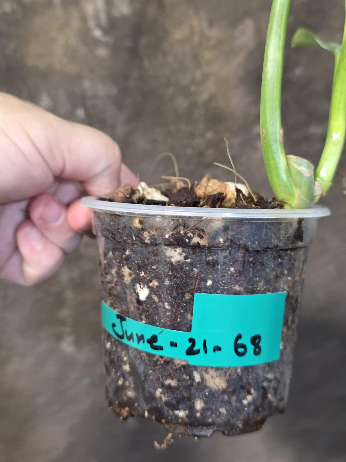 Philodendron Silver Sword Variegated - Rare Exact Plant - (June-21-68)