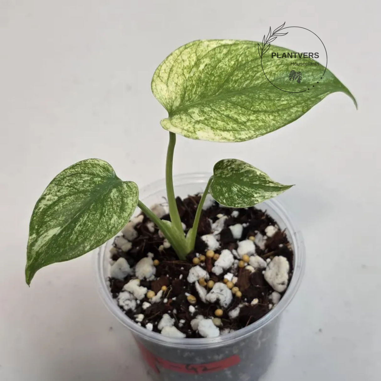 Super Rare Monstera Deliciosa Mint Live Plant - Tropical Plants - Stunning Variegated EXACT Monstera Plant - Collector's Aroid - US Seller