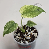 Super Rare Monstera Deliciosa Mint Live Plant - Tropical Plants - Stunning Variegated EXACT Monstera Plant - Collector's Aroid - US Seller