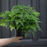 Davallia fejeensis 'Major' Fern in a 5" Nursery Pot - Live Fern Plant - Low light Air Purifying Plants