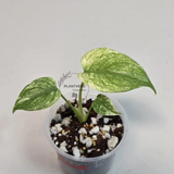 Super Rare Monstera Deliciosa Mint Live Plant - Tropical Plants - Stunning Variegated EXACT Monstera Plant - Collector's Aroid - US Seller