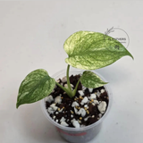Super Rare Monstera Deliciosa Mint Live Plant - Tropical Plants - Stunning Variegated EXACT Monstera Plant - Collector's Aroid - US Seller