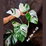 Rare Variegated Monstera Albo – Large Form White Monstera Borsigiana (Exact Plant)