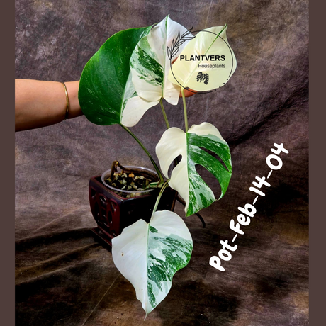 Rare Variegated Monstera Albo – Large Form White Monstera Borsigiana (Exact Plant)