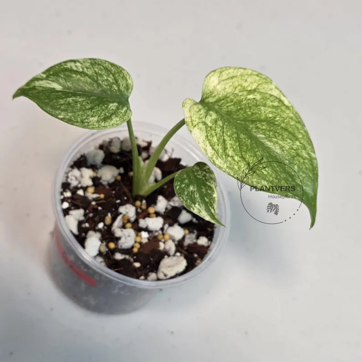 Super Rare Monstera Deliciosa Mint Live Plant - Tropical Plants - Stunning Variegated EXACT Monstera Plant - Collector's Aroid - US Seller