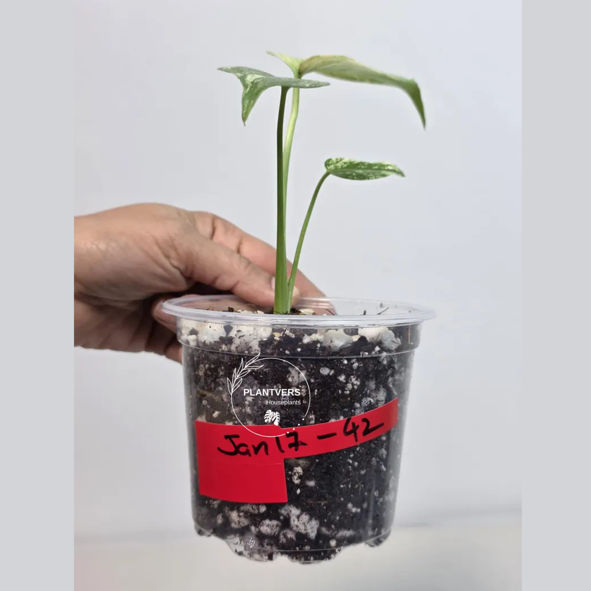 Super Rare Monstera Deliciosa Mint Live Plant - Tropical Plants - Stunning Variegated EXACT Monstera Plant - Collector's Aroid - US Seller