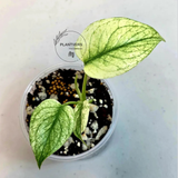 Super Rare Monstera Deliciosa Mint Live Plant - Tropical Plants - Stunning Variegated EXACT Monstera Plant - Collector's Aroid - US Seller