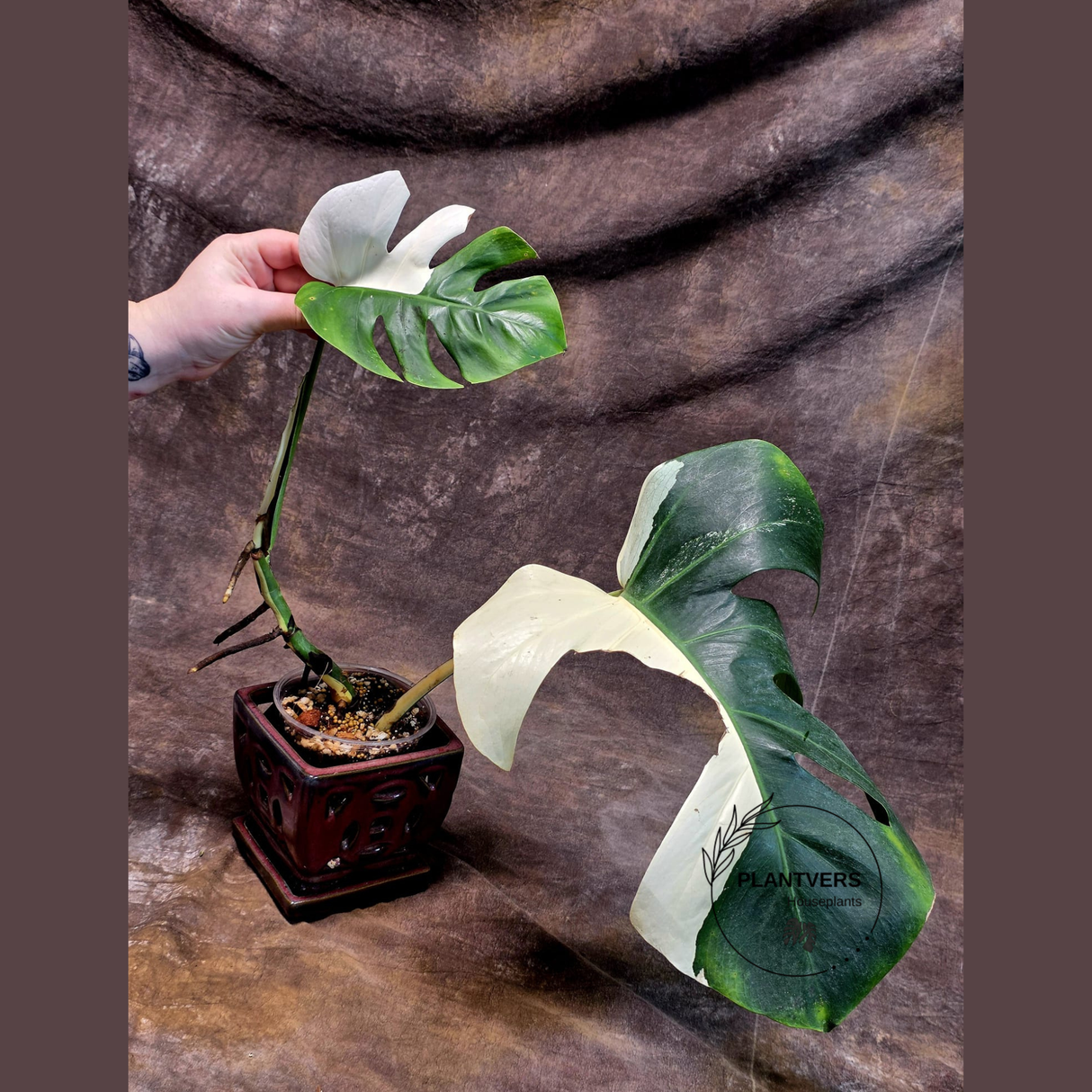 Variegated Monstera Albo - Rare Collector White Monstera Albo Borsigiana - Large Form - EXACT Plant - US Seller