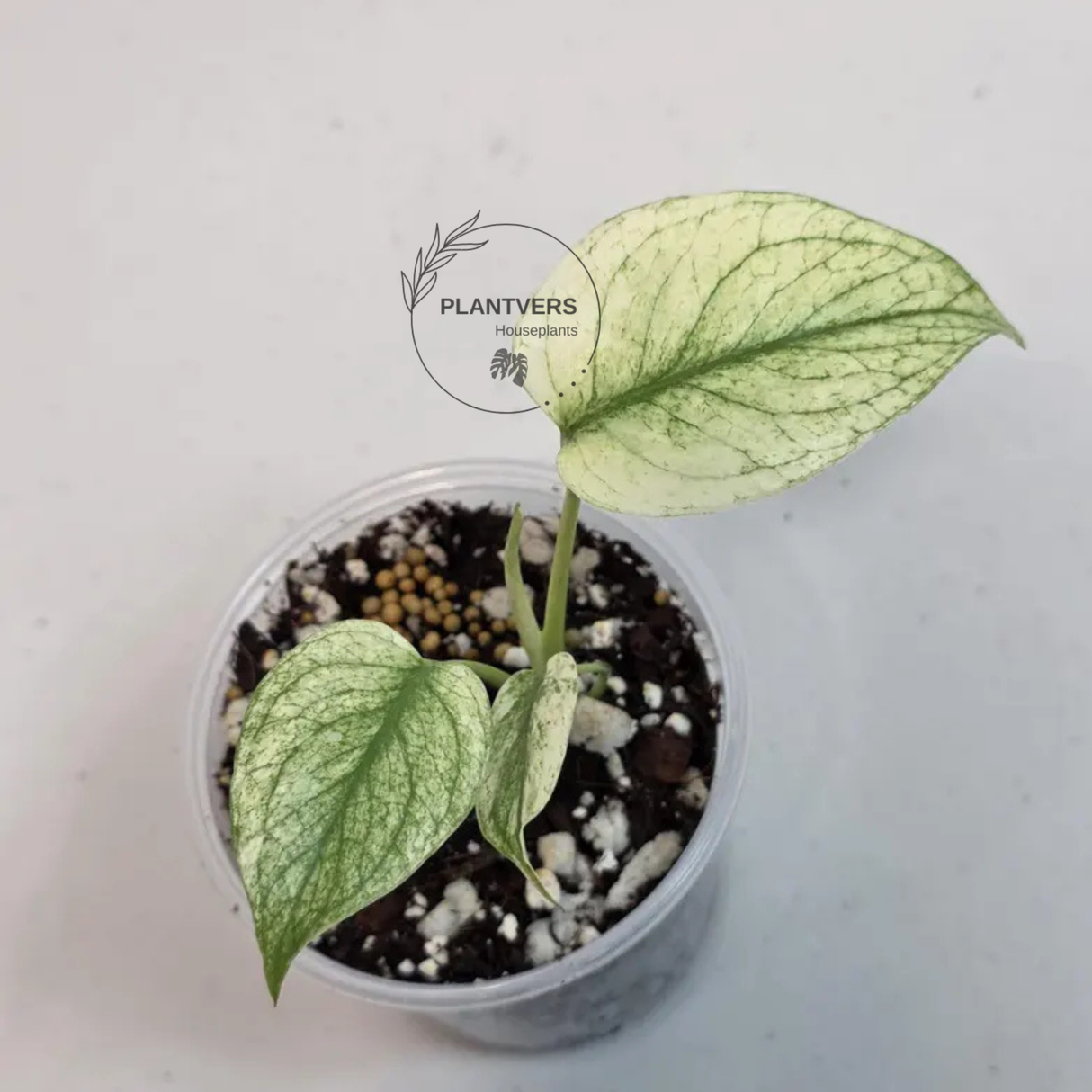 Super Rare Monstera Deliciosa Mint Live Plant - Tropical Plants - Stunning Variegated EXACT Monstera Plant - Collector's Aroid - US Seller