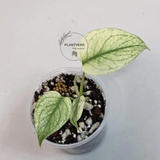 Super Rare Monstera Deliciosa Mint Live Plant - Tropical Plants - Stunning Variegated EXACT Monstera Plant - Collector's Aroid - US Seller