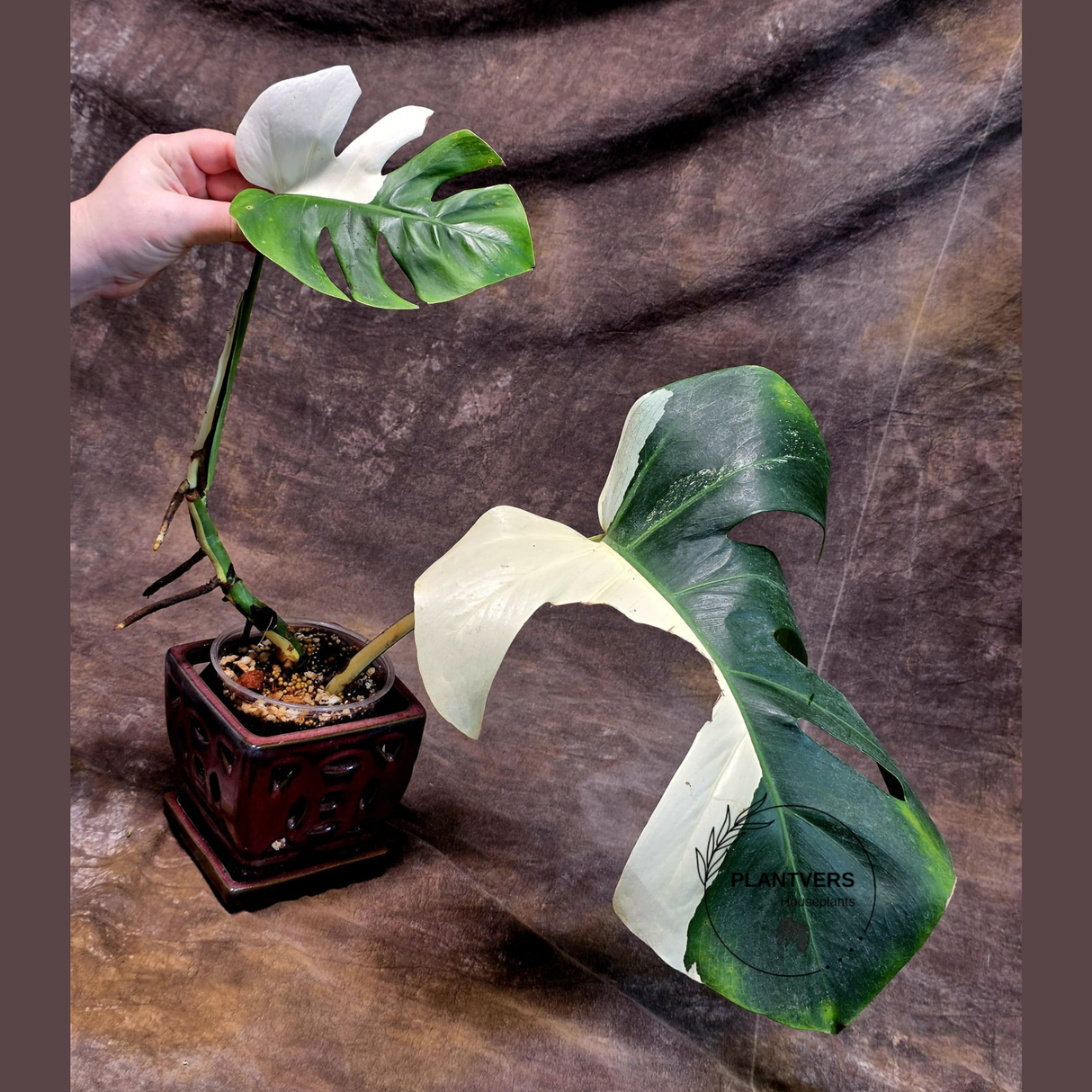 Variegated Monstera Albo - Rare Collector White Monstera Albo Borsigiana - Large Form - EXACT Plant - US Seller