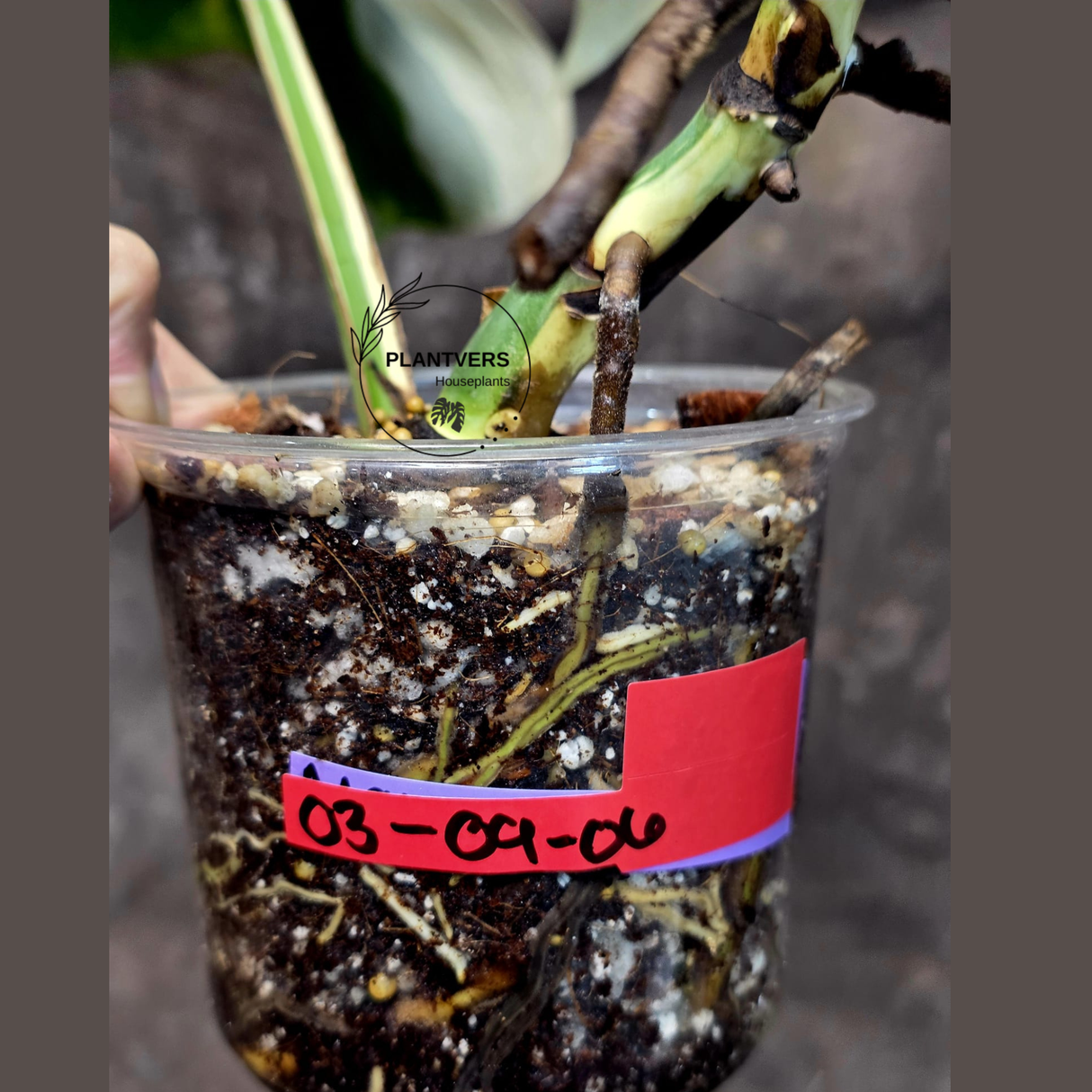 Variegated Monstera Albo - Rare Collector White Monstera Albo Borsigiana - Large Form - EXACT Plant - US Seller