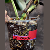 Variegated Monstera Albo - Rare Collector White Monstera Albo Borsigiana - Large Form - EXACT Plant - US Seller