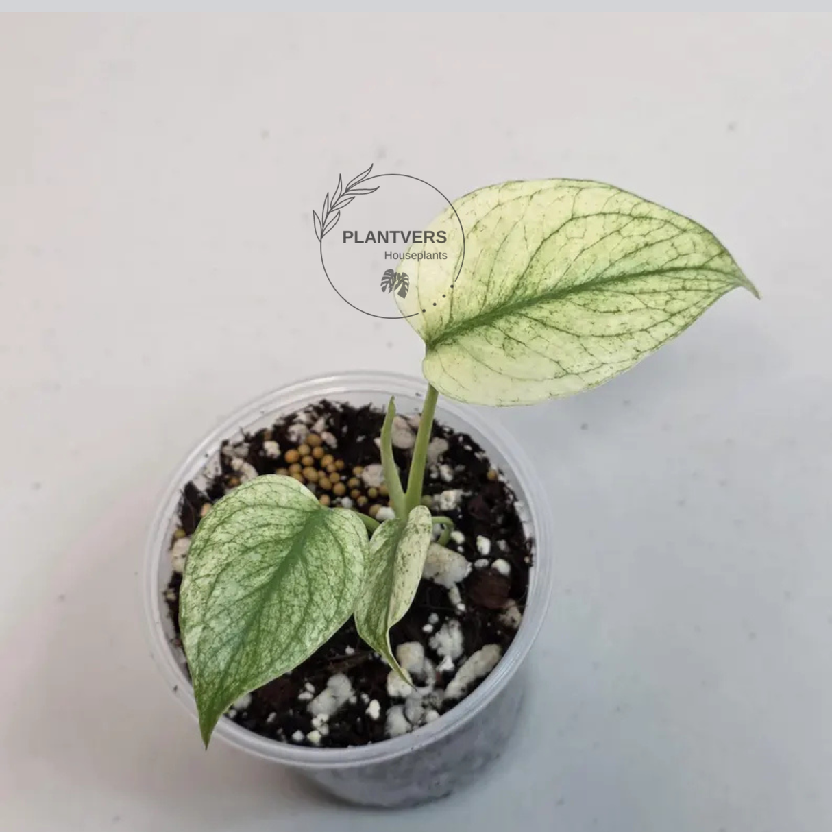 Super Rare Monstera Deliciosa Mint Live Plant - Tropical Plants - Stunning Variegated EXACT Monstera Plant - Collector's Aroid - US Seller