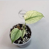 Super Rare Monstera Deliciosa Mint Live Plant - Tropical Plants - Stunning Variegated EXACT Monstera Plant - Collector's Aroid - US Seller