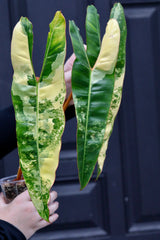 Billietiae Variegated Philodendron