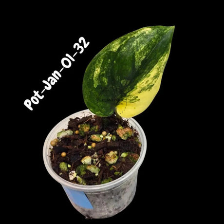 Variegated Scindapsus Jade Satin - Rare Aroid Houseplant with Velvet Leaves - Collector's Indoor Plant - Exact SAME Plant - US Seller