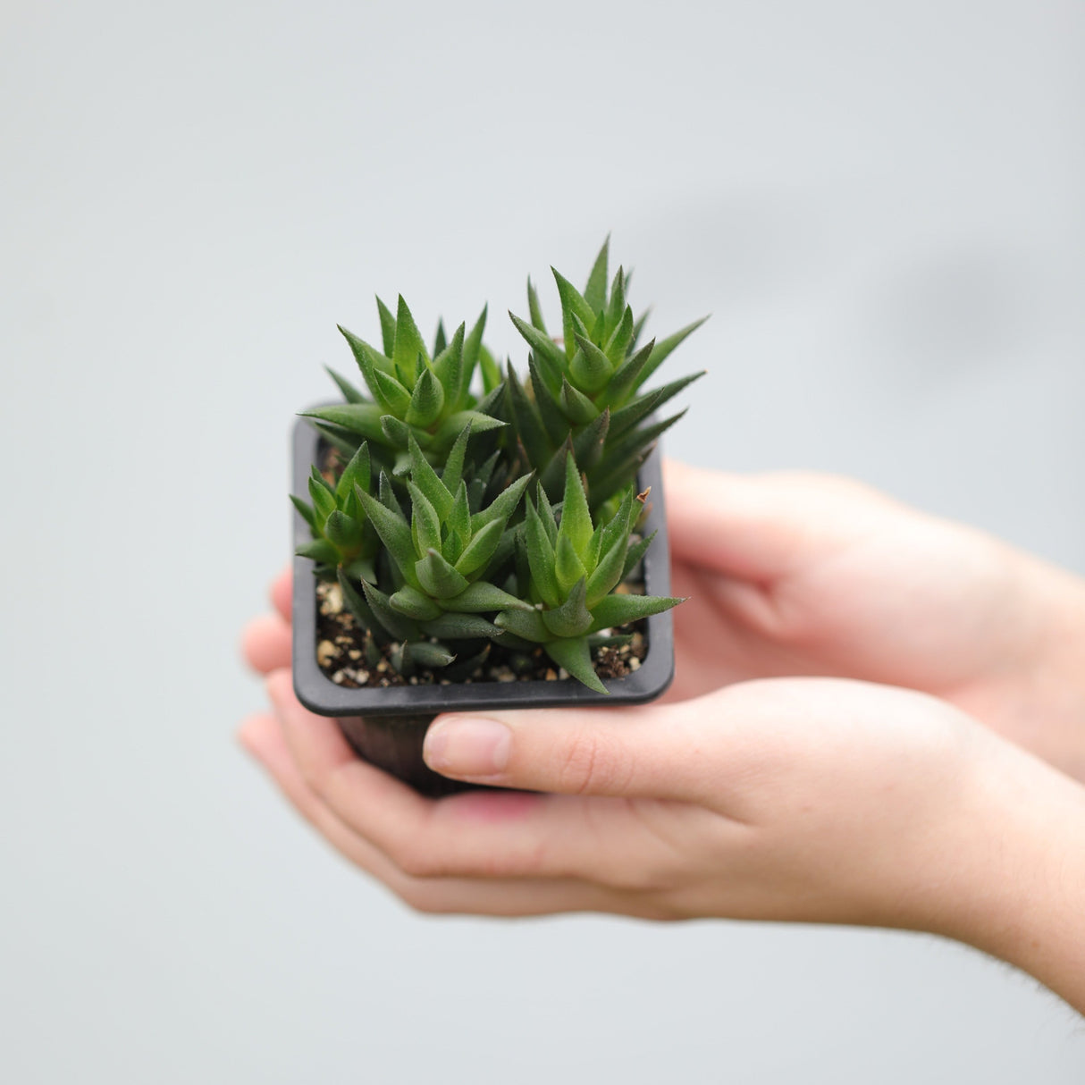 Haworthiopsis Marumiana in a 3" Nursery Pot