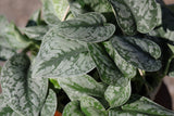 Silver Satin Pothos in a 8" Nursery - Scindapsus Pictus