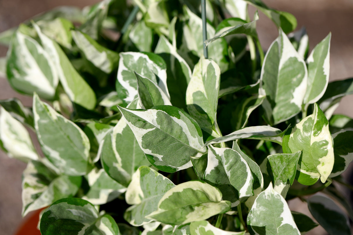 N'Joy Pothos Plant in a 8" Hanging Basket