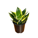 4” Sansevieria Golden Hahnii ( Wholesale Indoor Plant Case of 10 Pots)