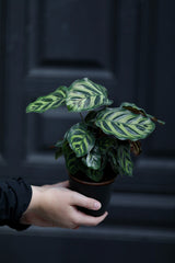 Rare Calathea Makoyana in a Nursery Pot