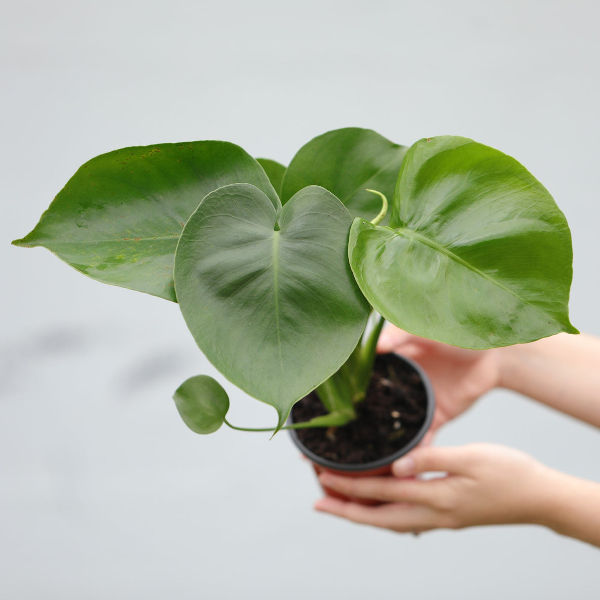 Monstera Deliciosa in a 4" Nursery Pot