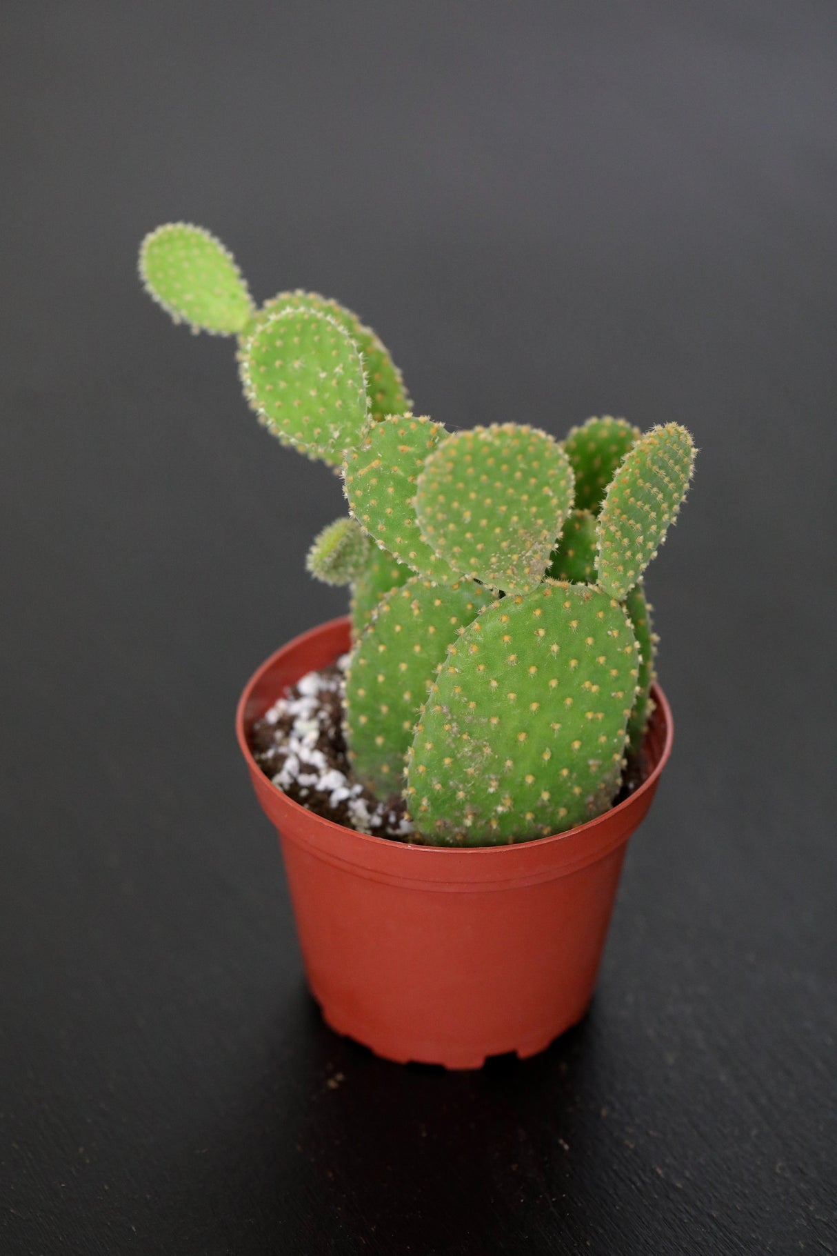 Bunny Ear Cactus - Mini Opuntia Microdasys Succulent Plant - Low Maintenance Indoor Cacti - Cactus Plant - Indoor Succulent