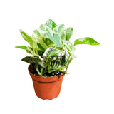 4” N’Joy Pothos (Wholesale Indoor Plant Case of 10 Pots)