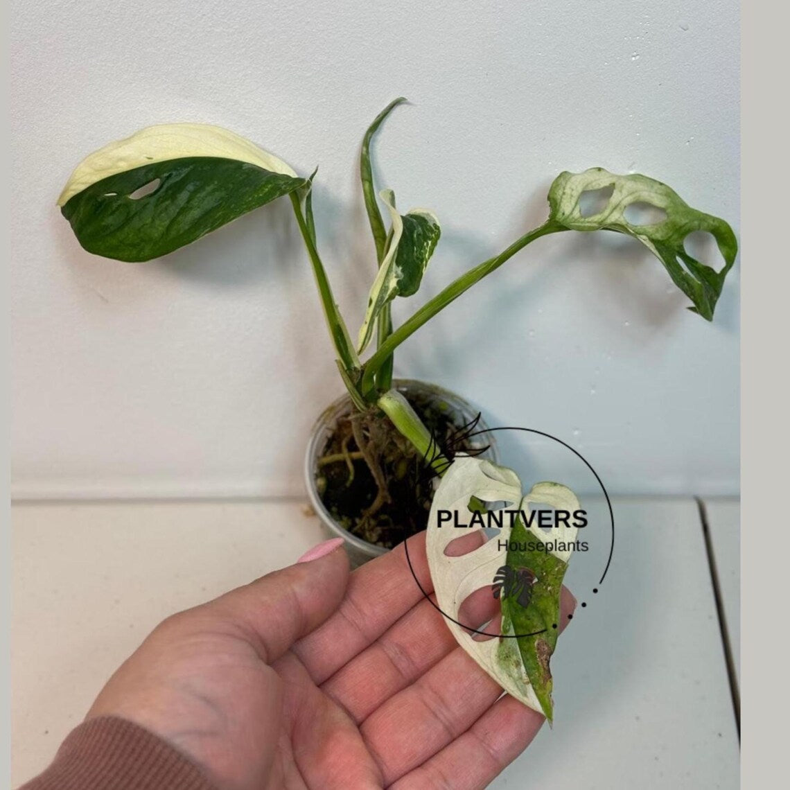 Rare Collector Plant 