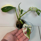 Variegated White Monstera Adansonii Albo