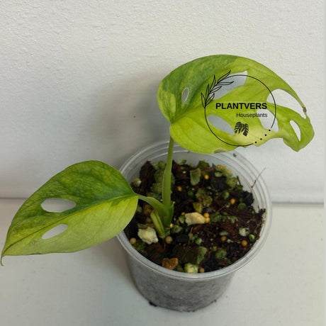 Monstera Adansonii Albo