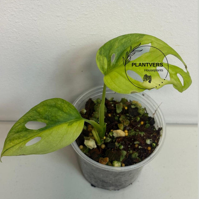 Monstera Adansonii Albo