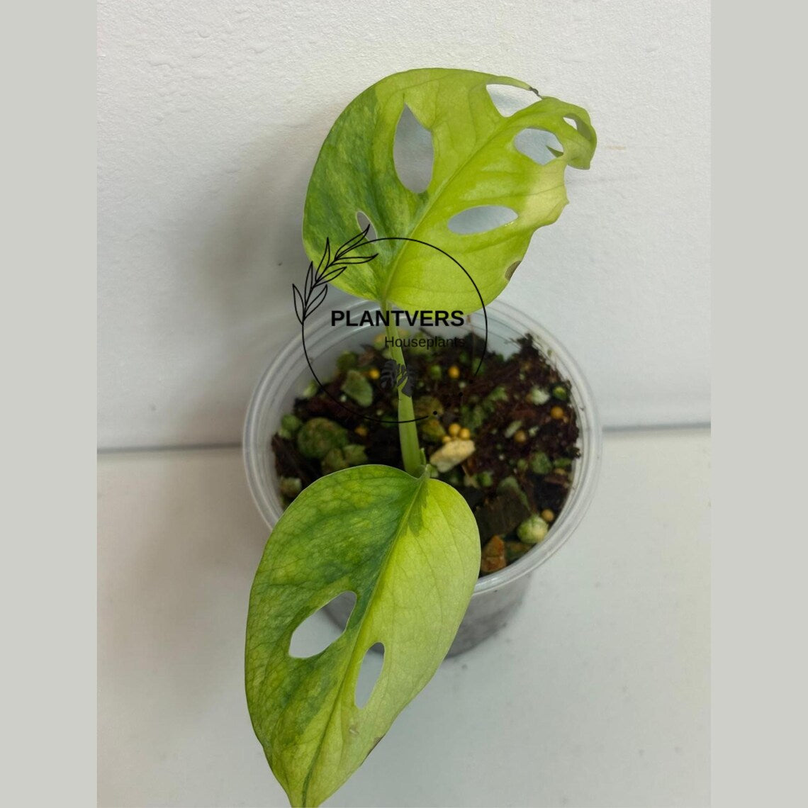 Collector Rare Plant