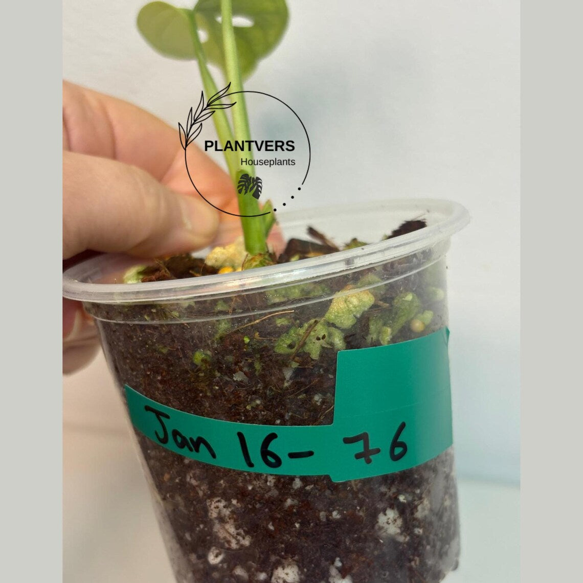 Monstera Adansonii Potted Plant