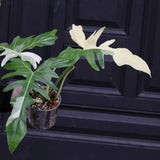 Philodendron Golden Dragon Variegated Established Plant in a Nursery Pot