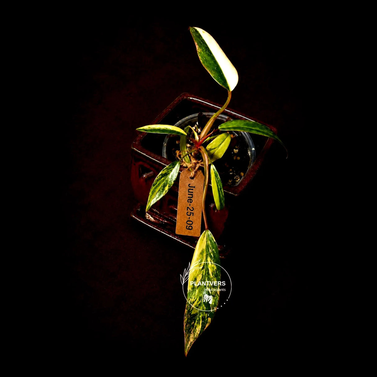 Variegated Philodendron Strawberry Shake Live Plant - (June-25-09)