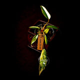 Variegated Philodendron Strawberry Shake Live Plant - (June-25-09)