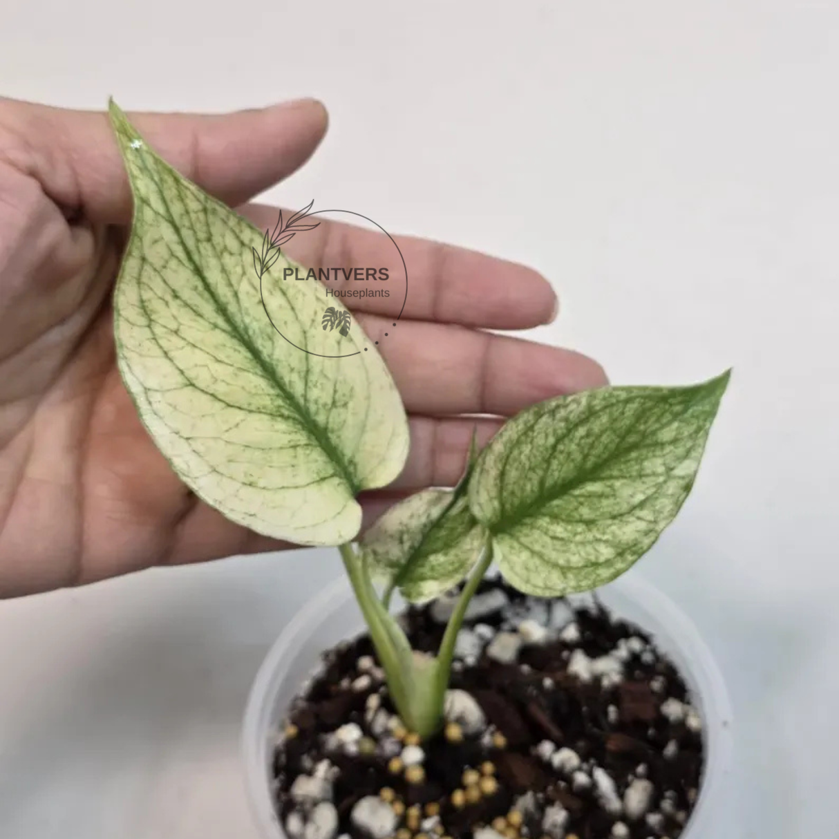 Super Rare Monstera Deliciosa Mint Live Plant - Tropical Plants - Stunning Variegated EXACT Monstera Plant - Collector's Aroid - US Seller