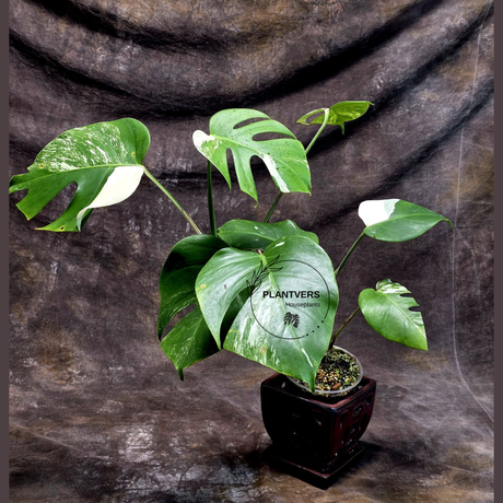 Variegated Monstera Albo - Rare Collector White Monstera Albo Borsigiana - Mature Plant - EXACT Plant - US Seller