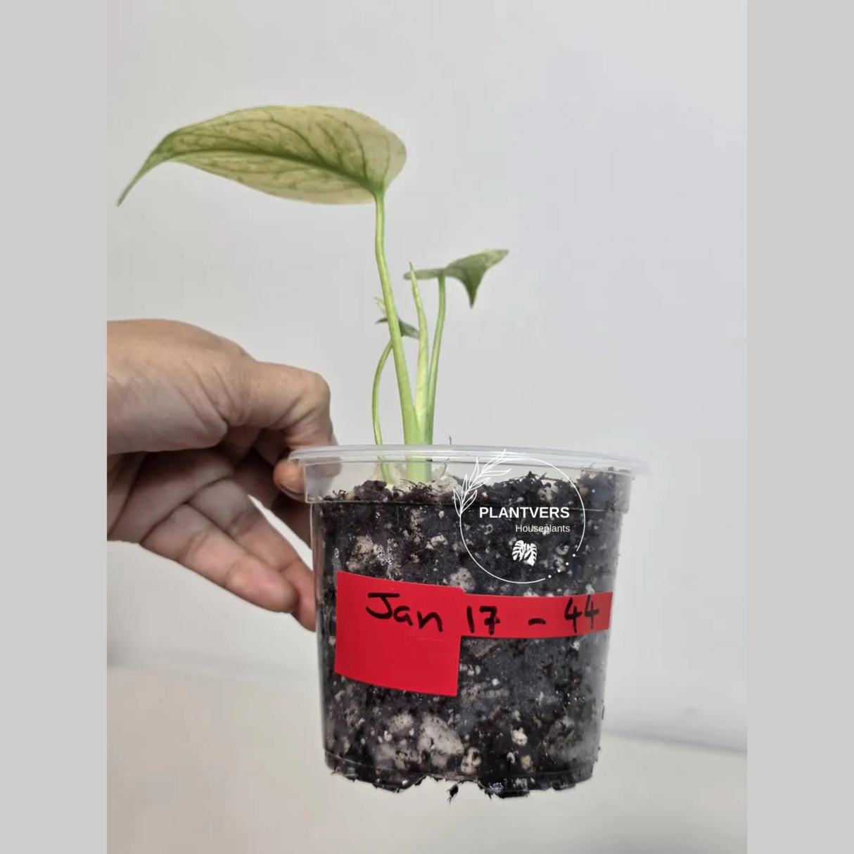 Super Rare Monstera Deliciosa Mint Live Plant - Tropical Plants - Stunning Variegated EXACT Monstera Plant - Collector's Aroid - US Seller