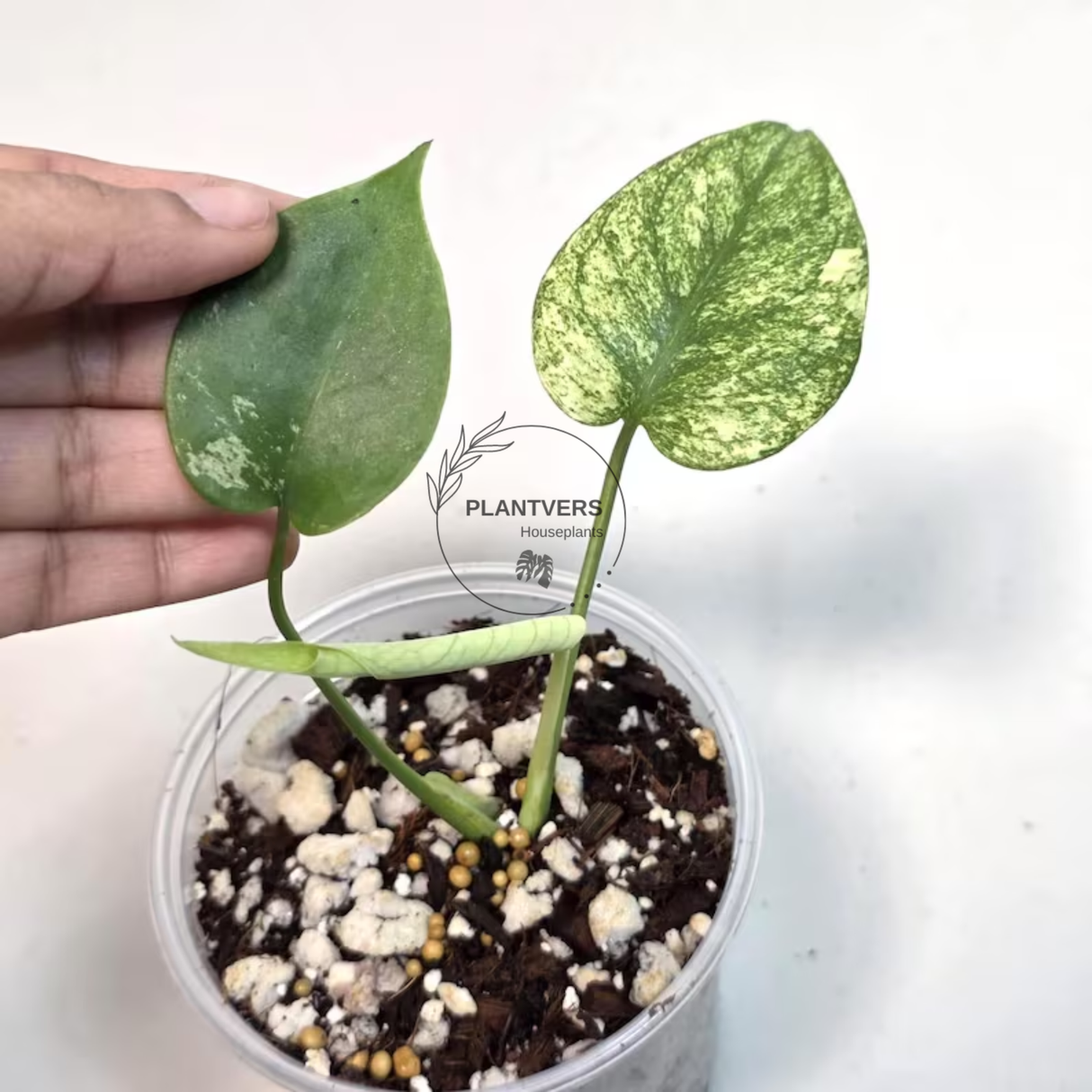 Super Rare Monstera Deliciosa Mint Live Plant - Tropical Plants - Stunning Variegated EXACT Monstera Plant - Collector's Aroid - US Seller