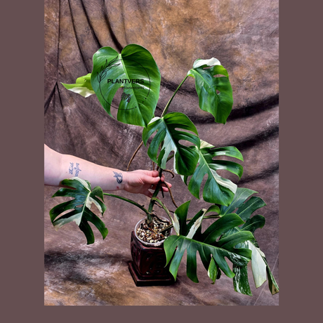 Variegated Monstera Albo - Rare Collector White Monstera Albo Borsigiana - Mature Plant - EXACT Plant - US Seller