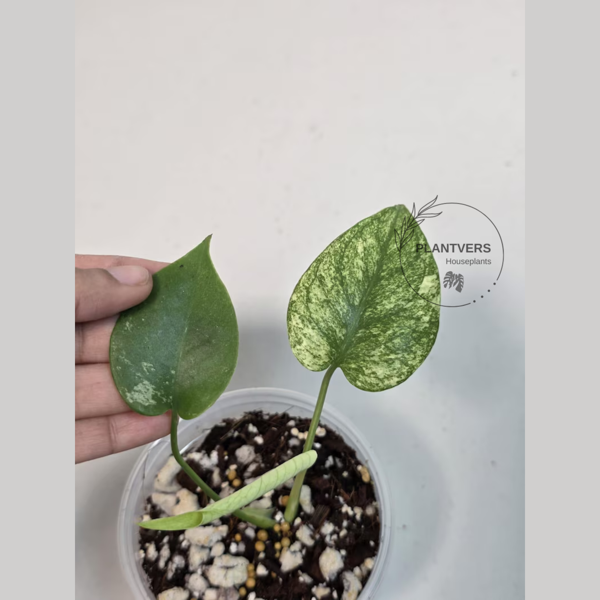 Super Rare Monstera Deliciosa Mint Live Plant - Tropical Plants - Stunning Variegated EXACT Monstera Plant - Collector's Aroid - US Seller